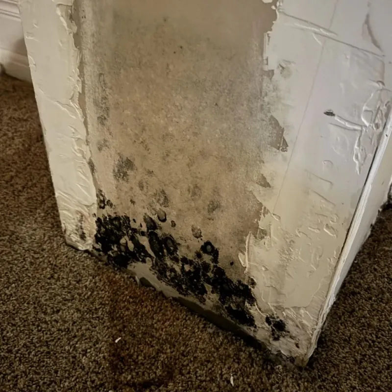 Professional Mold Removal in Onalaska, TX